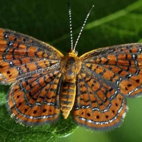 thumbnail for publication: Little Metalmark, Calephelis virginiensis (Guérin-Ménéville) (Insecta: Lepidoptera: Riodinidae)